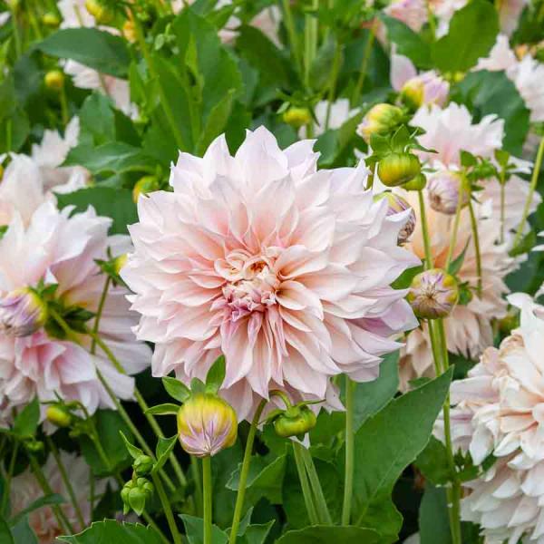 Bulbes à fleurs à planter au printemps - Dahlia décoratif à fleur géante Café au lait XXL (x1) - face recto